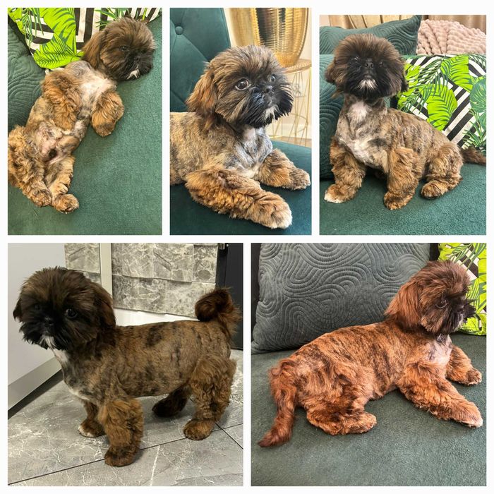 Pręgowany piesek rodowód wyprawka