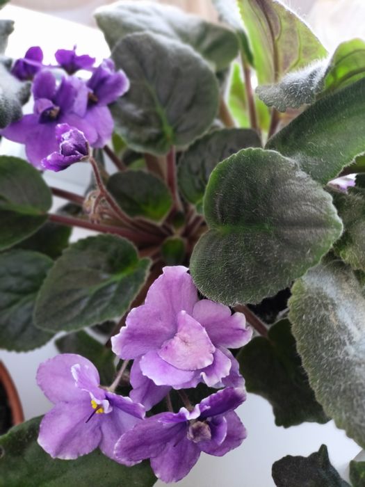 сортові сенполії  фиалки