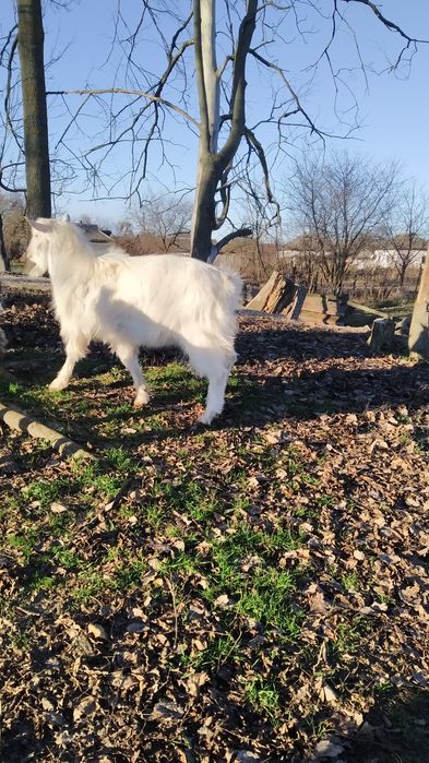 Продається молодий козел