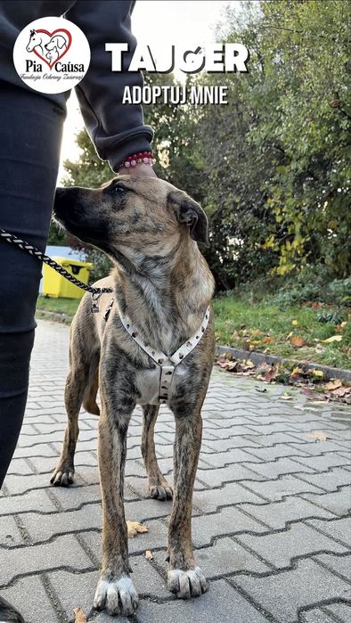 Aktywny Piesek Tajger szuka domku