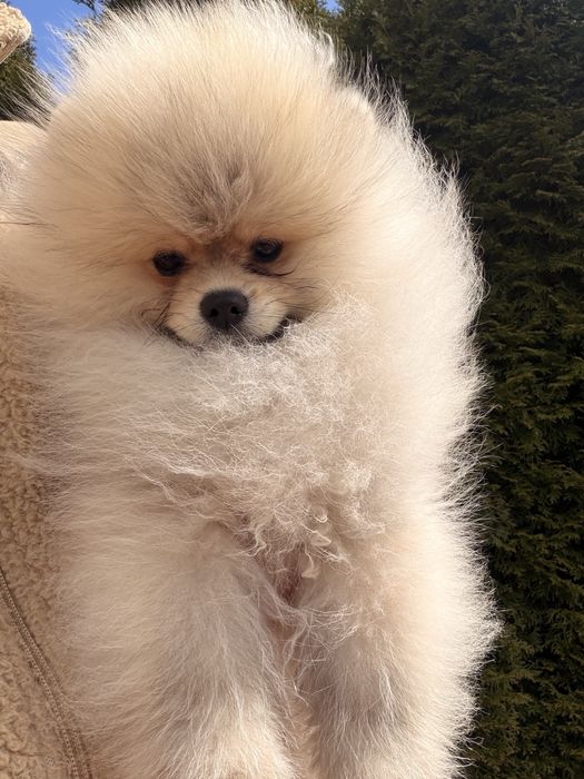 Szpic miniaturowy(pomeranian) chłopiec