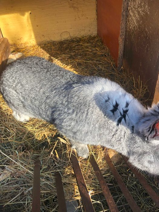 Продам кролі породи Європейська шиншила