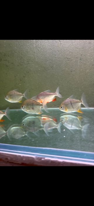 Cardume myleus schomburgki