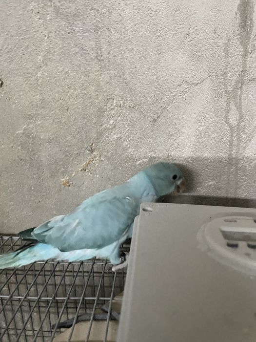 Varias mutacões de Ring nekc /:Aceito troca