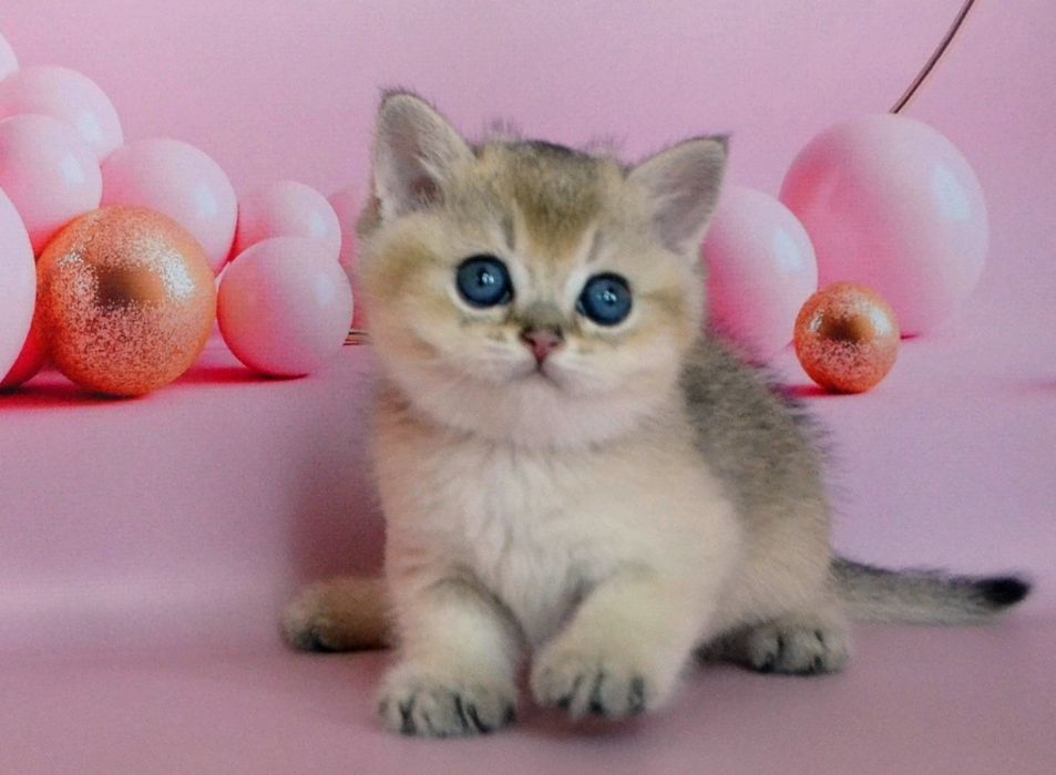 Чистокровнi шиншили