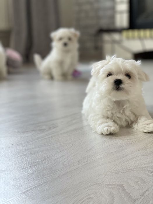 Малыш Мальтезе с документами