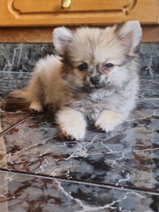 Fêmea lulu da Pomerânia