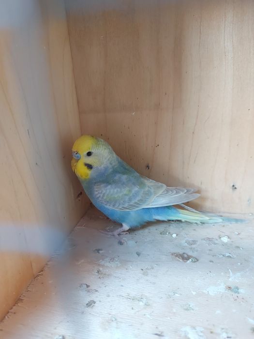 Sprzedam papugi faliste tęczowe