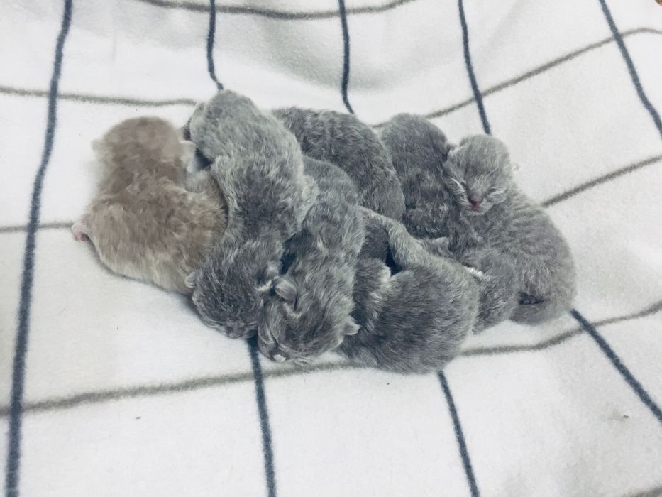 Шотландські кошенята/Шотландські котята/котики/ Scottishfold/straight