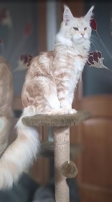 Мейн Кун котёнок девочка
