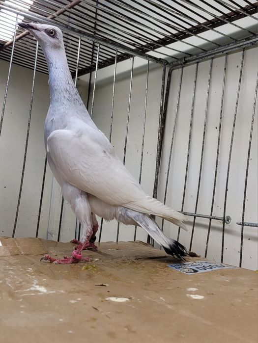 Srebrniak samica adeno kręciek chudnięcie