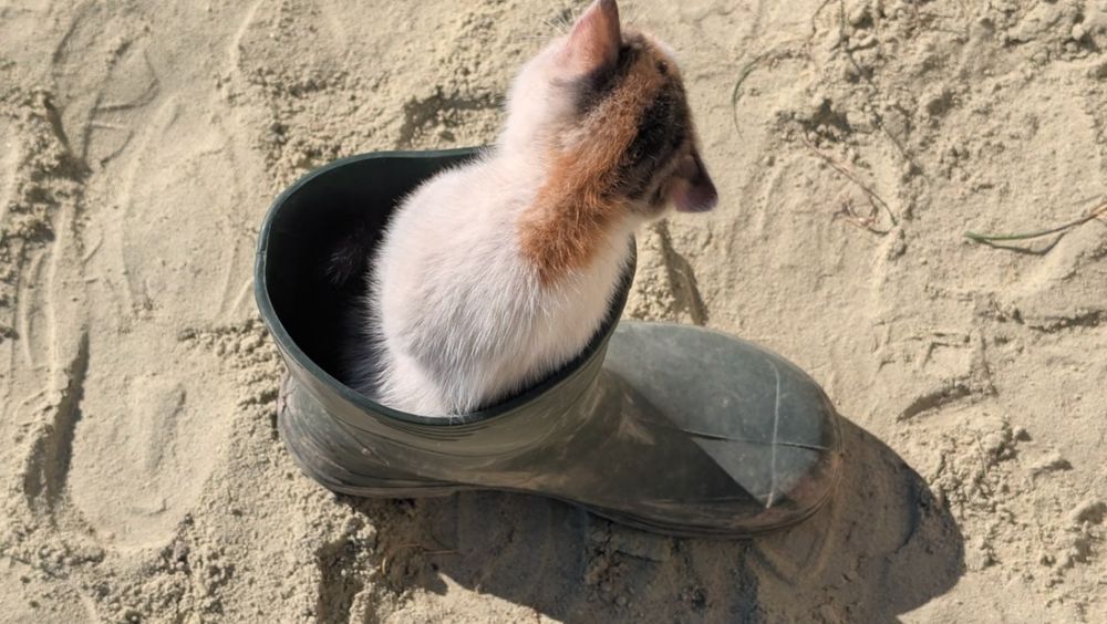 Віддам кицинят 2 місяці,  в добрі руки