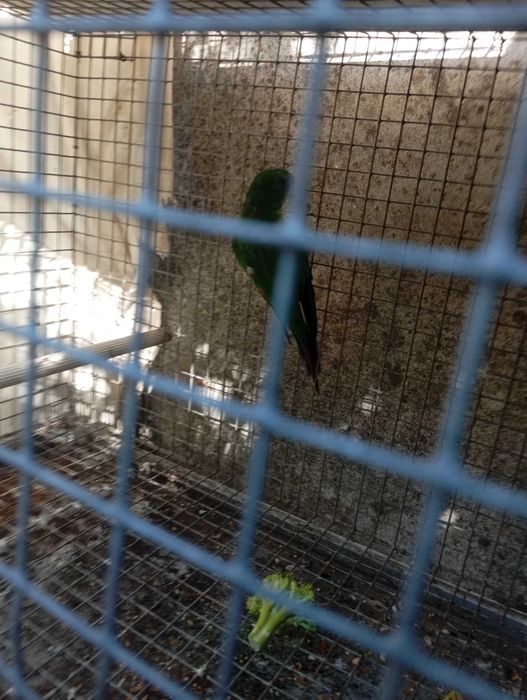 Aves para venda