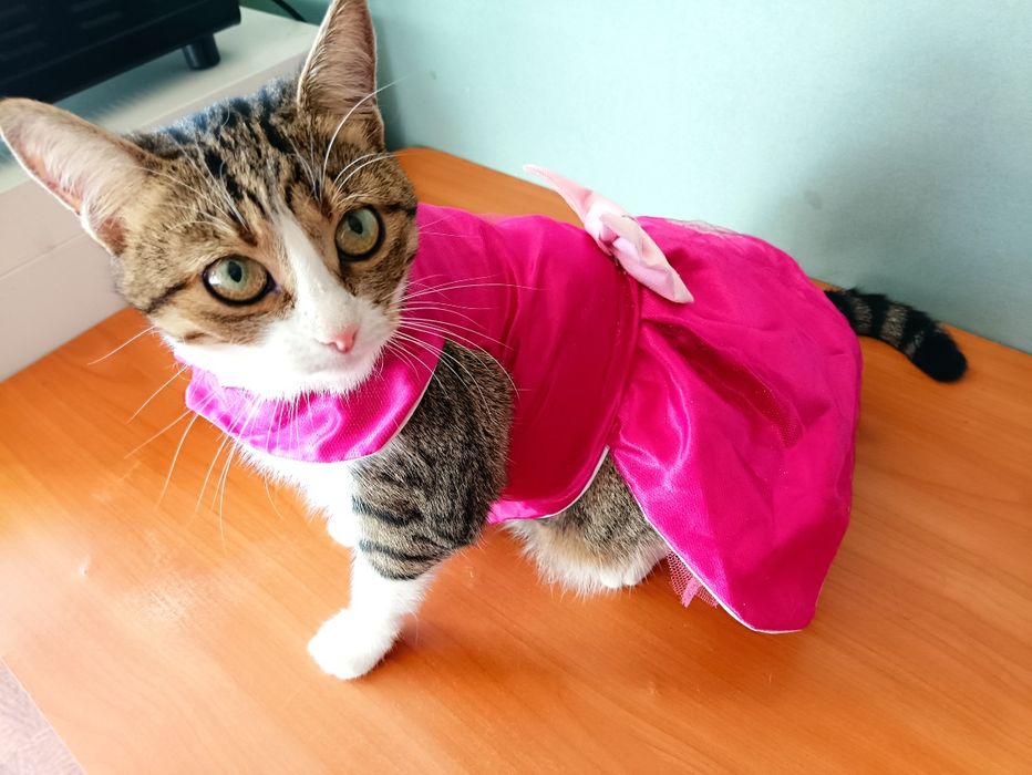 Одежда для собачки,кошечки