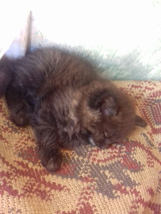 Котики, кошенята, котята в добрі руки.