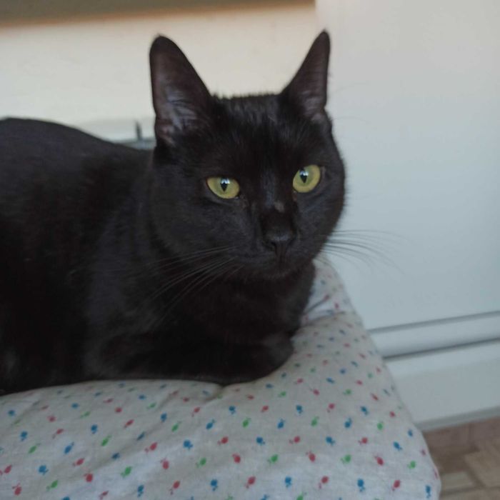 Котик шукає господарів