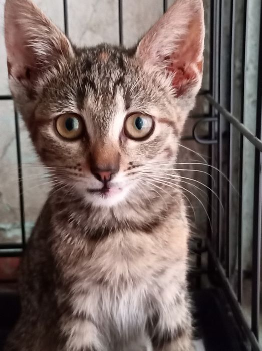 Кошеня дівчинка 2 міс
