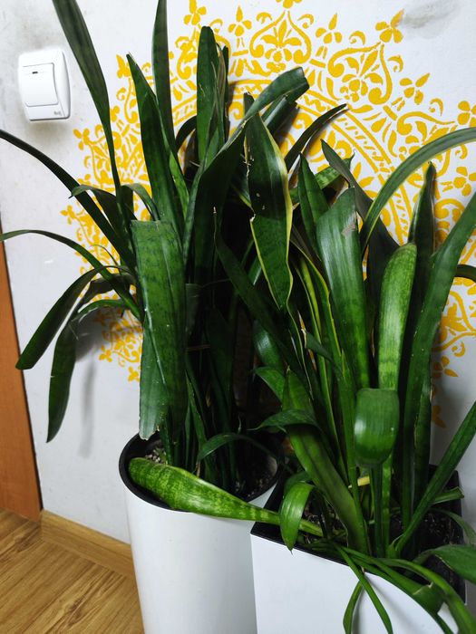 сансевієра вазонки