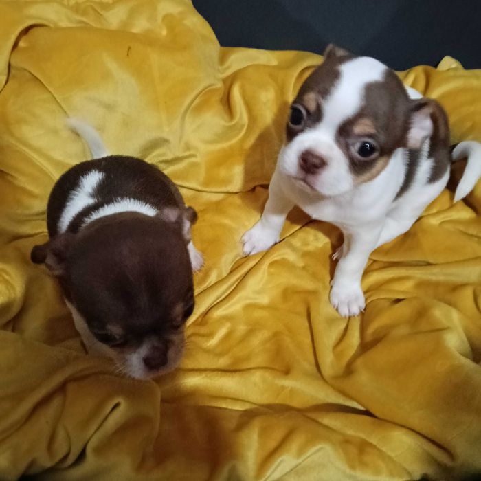 Chihuahua macho cabeça de maçã