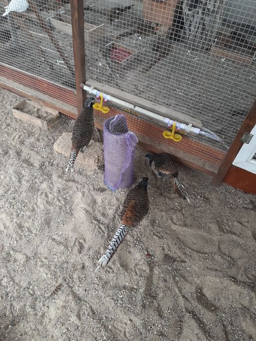 Фазани Золоті і Алмазні