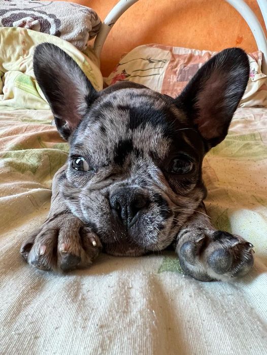 Вʼязка французький бульдог