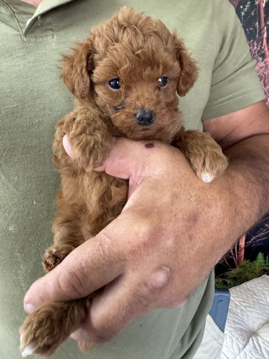 Poodle Toy  cor vermelha