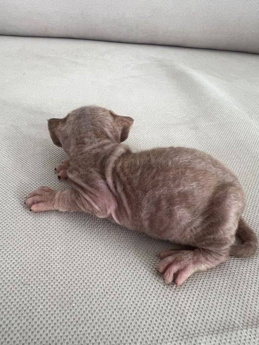 Продаються малюки девон- рекс