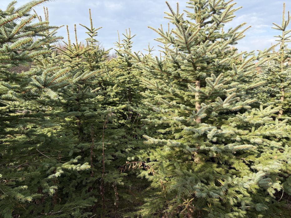 Likwidacja plantacji choinek ,świerk srebrny , choinka na święta