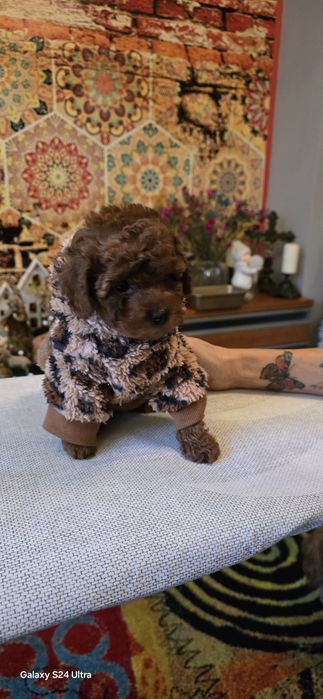 Pudel toy dziewczynka  odbiór 10 stycznia  2026