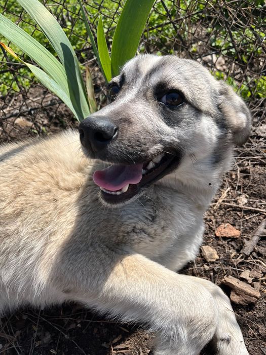 Собака шукає дім