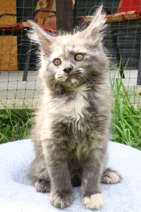 Kotka ... Maine Coon