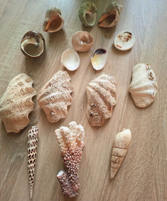 Sprzedam Muszle morskie różne cena za całości