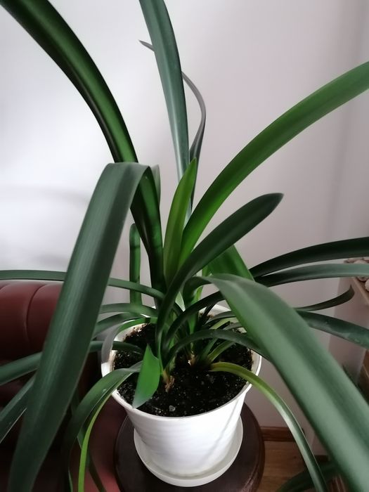 Kwiat doniczkowy kliwia wieloletnia duża- kwitnąca pomarańczowo