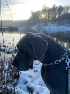 hotel dla psów domowy