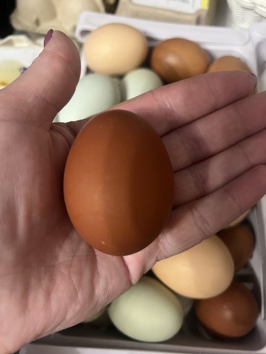 Інкубаційні яйця мішаних курей