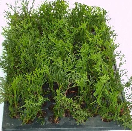 Thuja Globosa Kula Kulista na szpalery