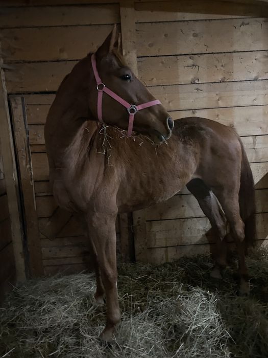 Klacz sp, duża ramowa do sportu/ hodowlii