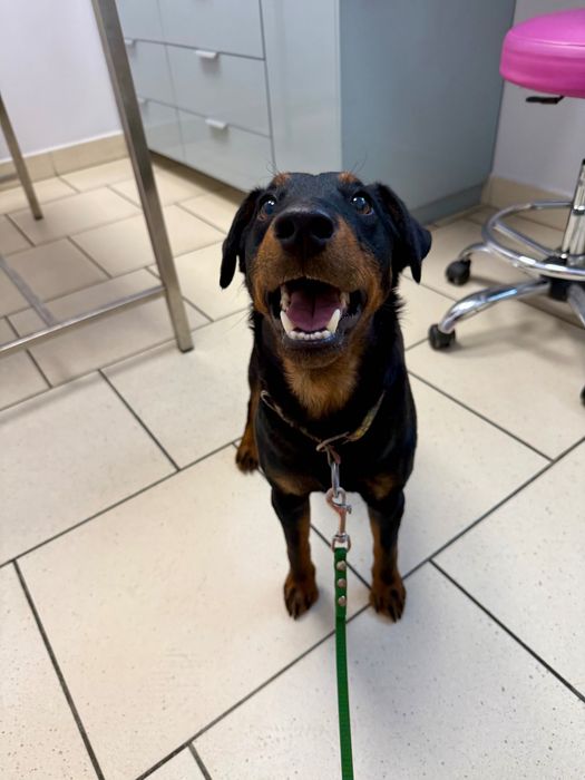 Młody terier Gamoń