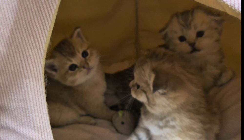 Шотландские котята прямоухие и вислоухие, мальчик и девочки