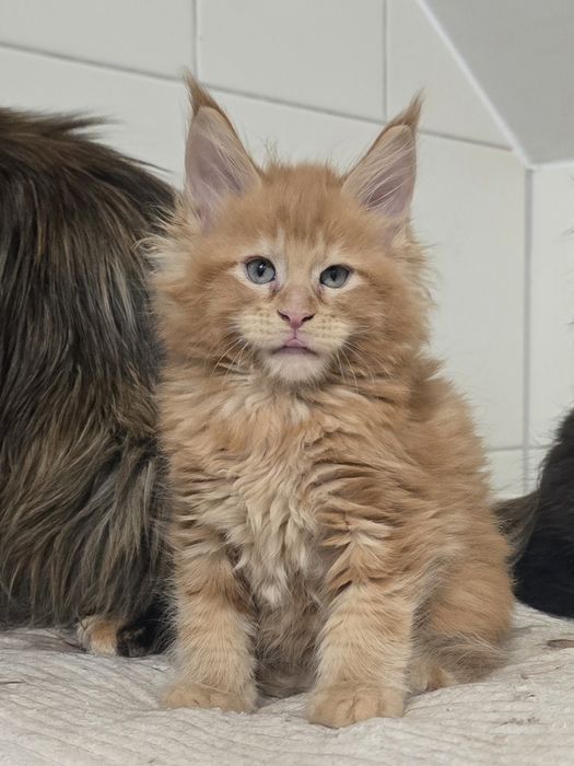 Zjawiskowy rudy kocurek Maine Coon