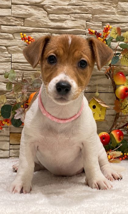 Dziewczynka Aura Jack Russell Terrier do odbioru
