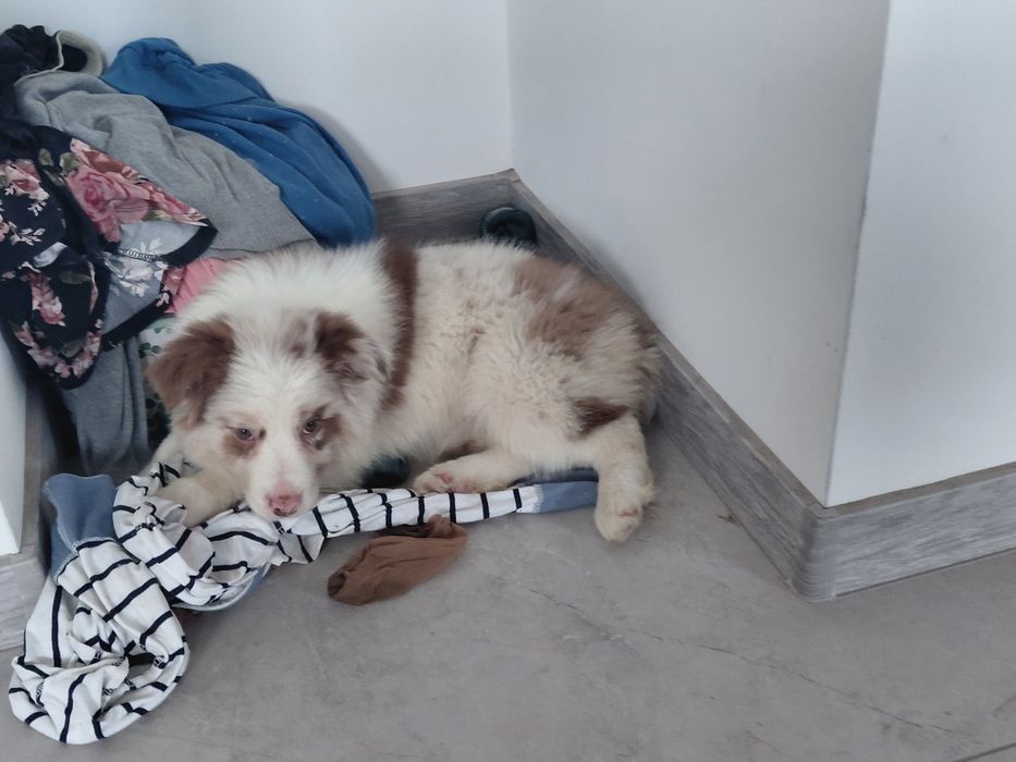 Border collie suczka fci zkwp