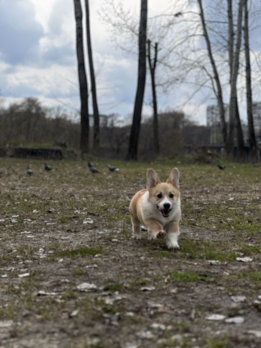 Вельш Корг цуценя Коргі