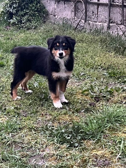 owczarek australijski FCI - suczka gotowa do odbioru