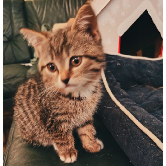 Oddam za darmo do adopcji