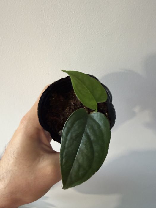 Monstera Siltepecana