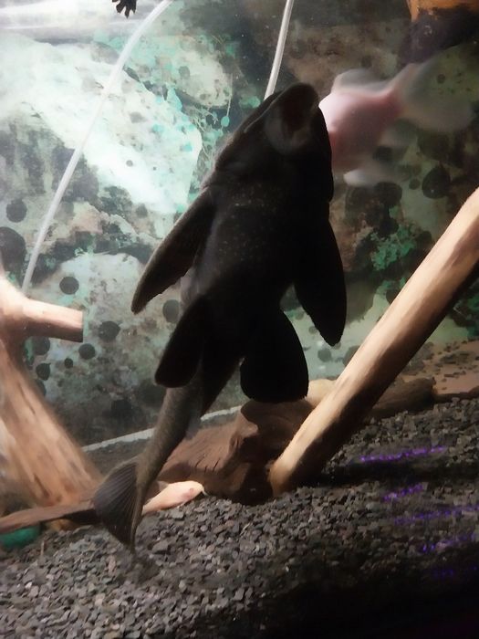 Duże ryby akwariowe