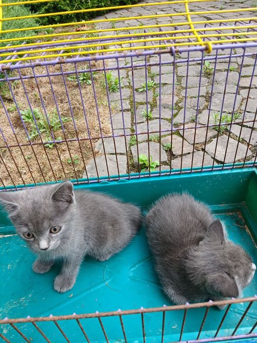 Британські кошенята