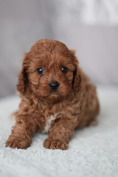*** Suczka Cavapoo**