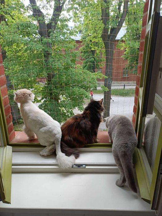 Siatka na balkon, ,  dla kota, ochrona przed ptakami , bez wiercenia w elewacji